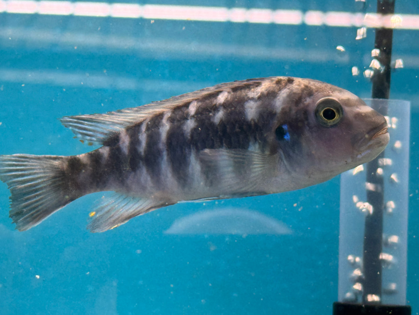 One Fuelleborni Blue Cichlid T229 Approx 3-4"