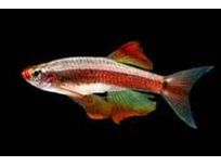 White Cloud Longfin Minnow Approx 1" T116