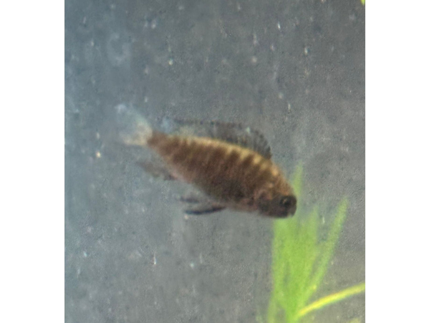 One Moorii Ikola Juvenile Approx 1" T193 (Tropheus Moorii)
