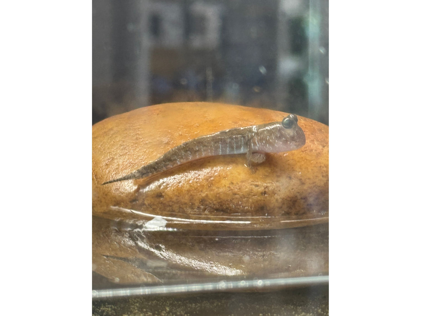One Gracefull Mudskipper Approx 2"