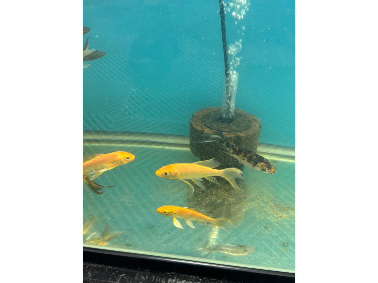 Assorted Butterfly Koi Approx 3”