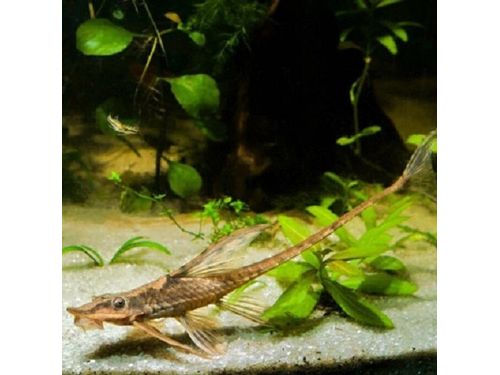 One Whiptail Catfish T196