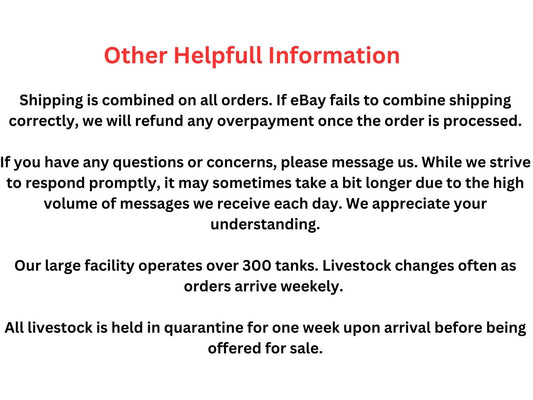 One Ruby Spotted Freshwater Goby Approx 3/4"