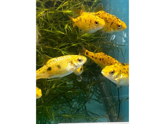 Metallic Gold Barb Fish