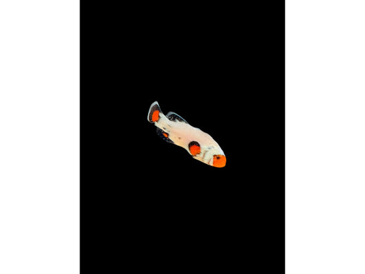Platinum Clownfish CB T20 WYSWYG Approx 1-1.5"