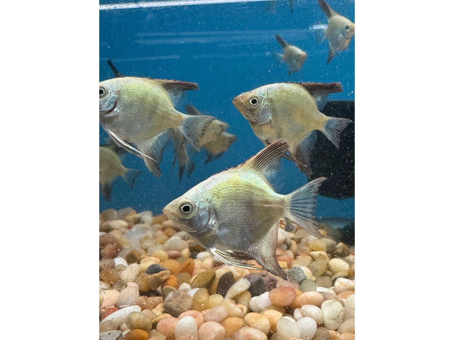 Bulgarian Seal Point Angelfish Approx 1-1.5”