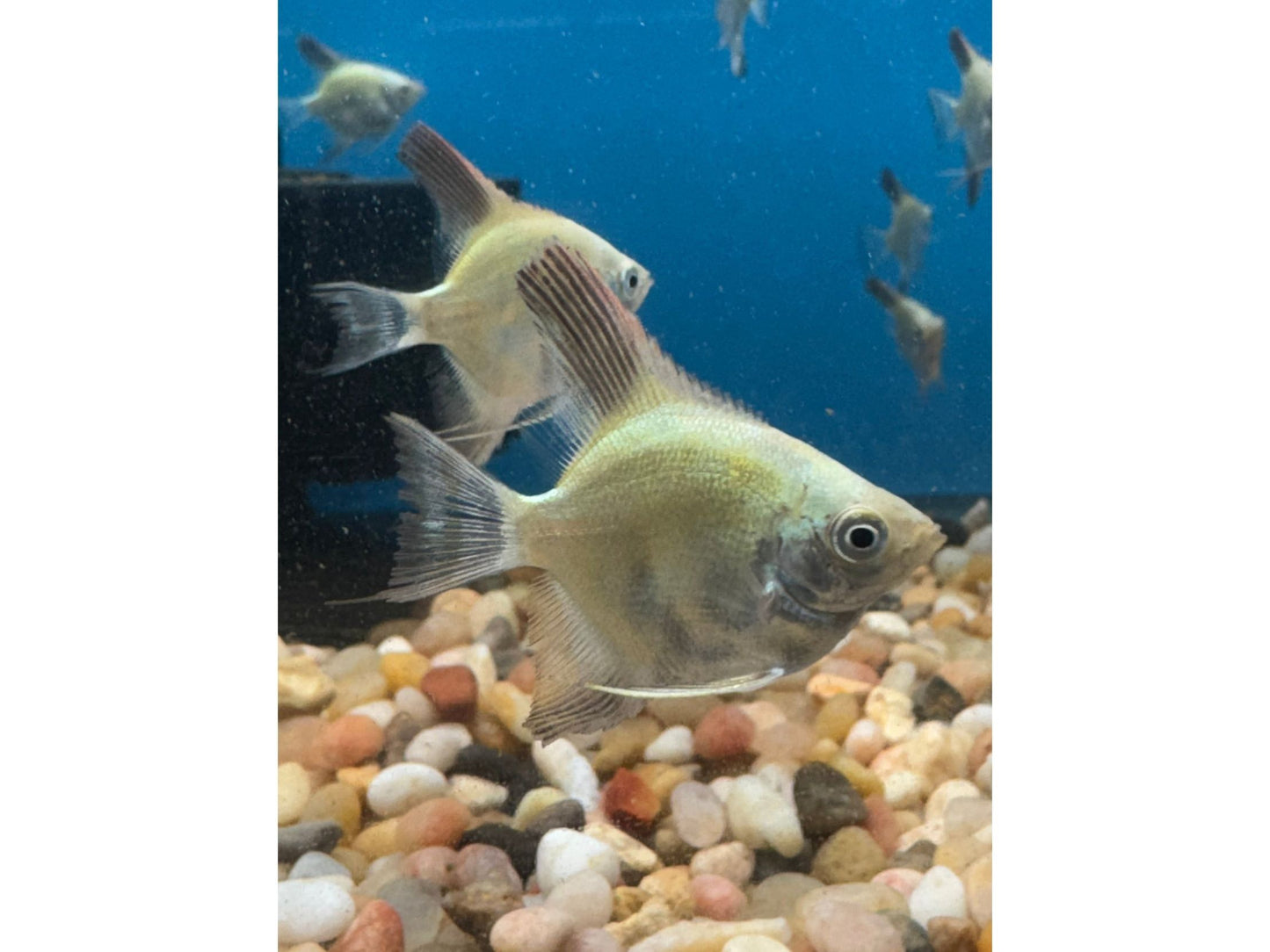 Bulgarian Seal Point Angelfish Approx 1-1.5”