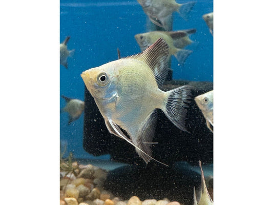 Bulgarian Seal Point Angelfish Approx 1-1.5”
