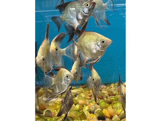 Bulgarian Seal Point Angelfish Approx 1-1.5”