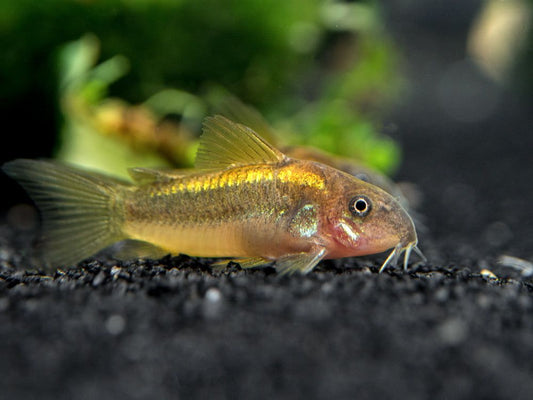 Gold Laser Cory Catfish