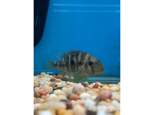 One Eartheater "Balzani" Cichlid Approx 3-4" (Gymnogeophagus Balzani) T231/260