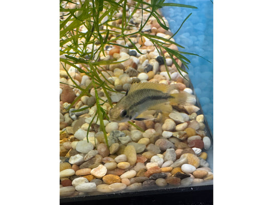 One Apistogramma Cacatoides “Mega Orange” Approx 1” T196