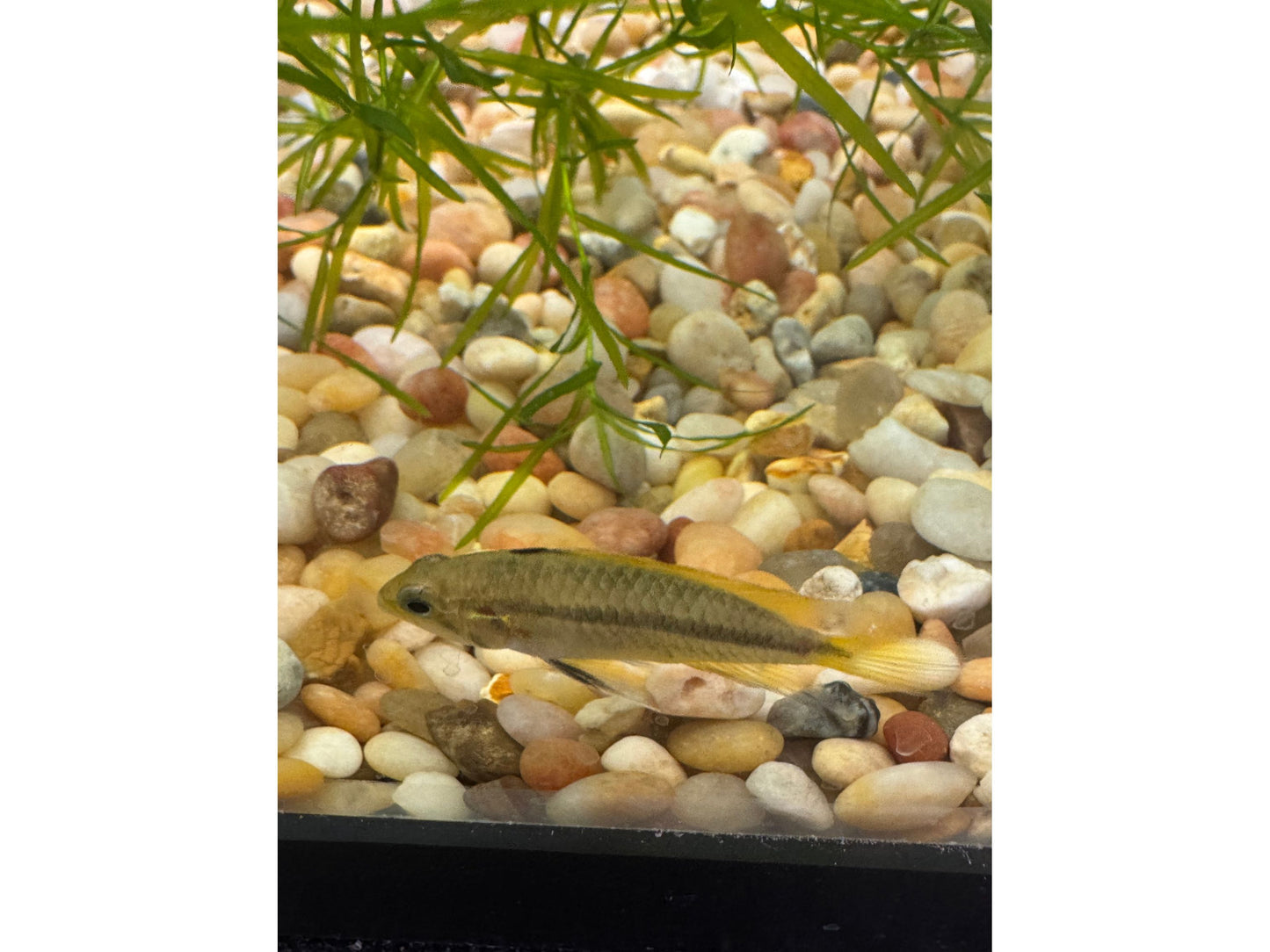 One Apistogramma Cacatoides “Mega Orange” Approx 1” T196