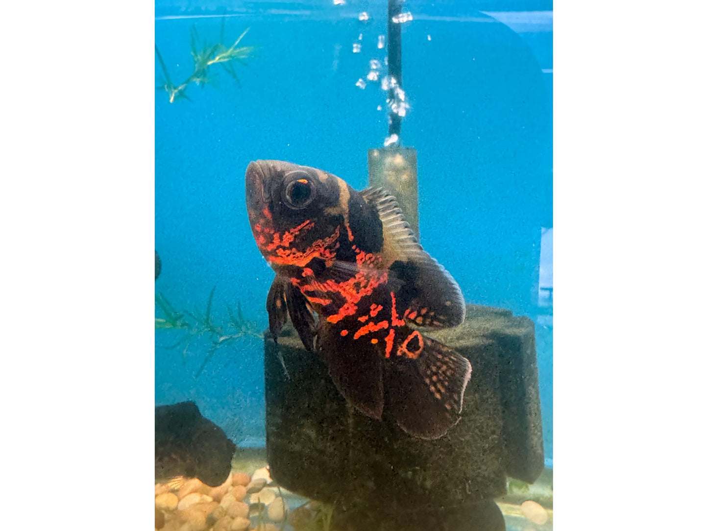 One Tiger Oscar Approx 2”