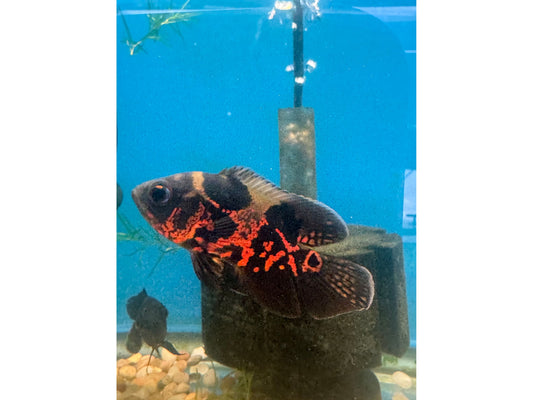 One Tiger Oscar Approx 2”