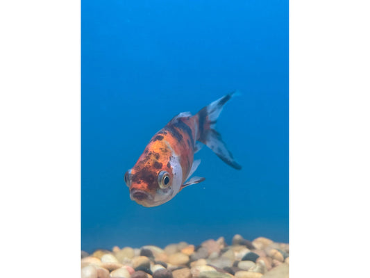 Shubunkin Goldfish Approx 3"