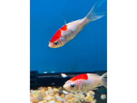 Comet Sarasa Red and White Approx 2-2.5"