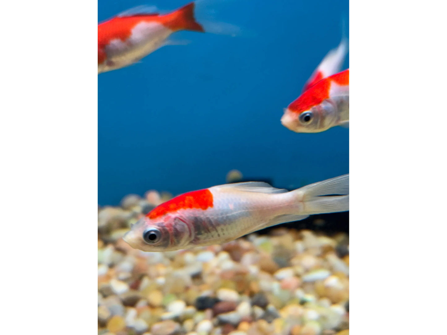 Comet Sarasa Red and White Approx 2-2.5"