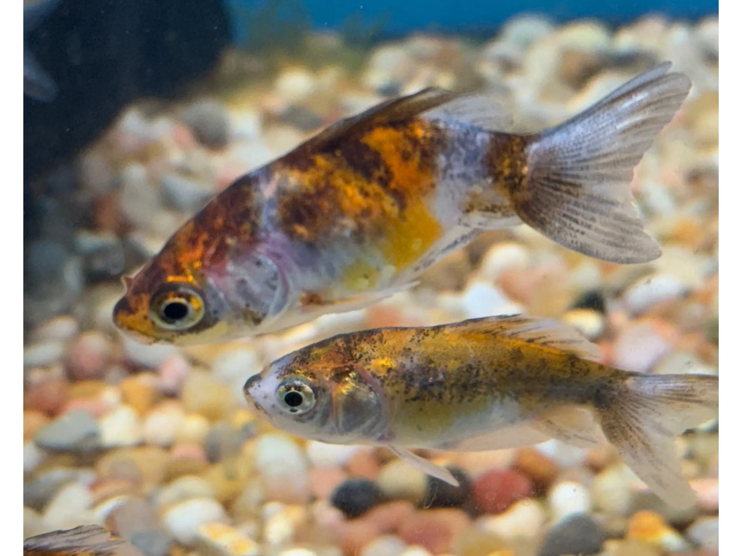 Fantail Calico Goldfish Approx 2-2.5"