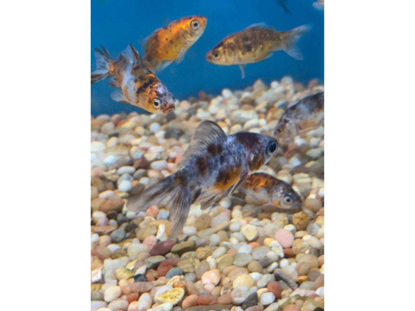 Fantail Calico Goldfish Approx 2-2.5"