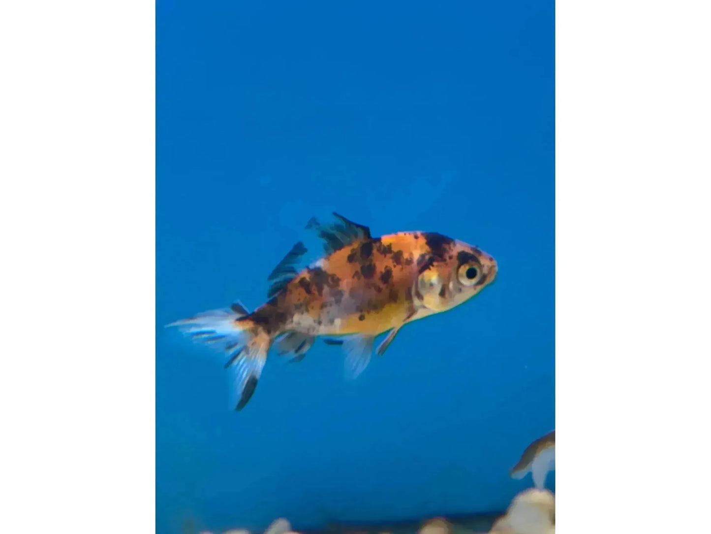 Fantail Calico Goldfish Approx 2-2.5"