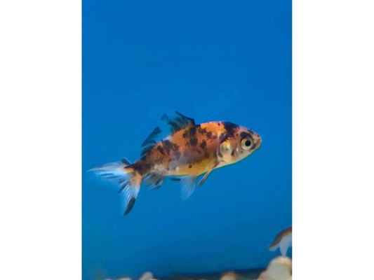 Fantail Calico Goldfish Approx 2-2.5"