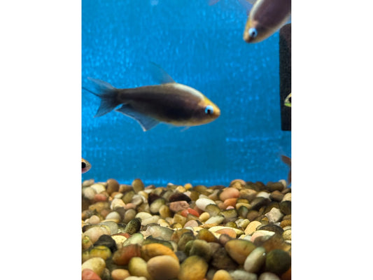 One Emperor Black Tetra Approx 1" T95