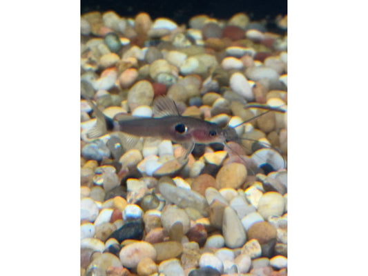 One Gold Ring 2 Spot Catfish T108 Approx 2"