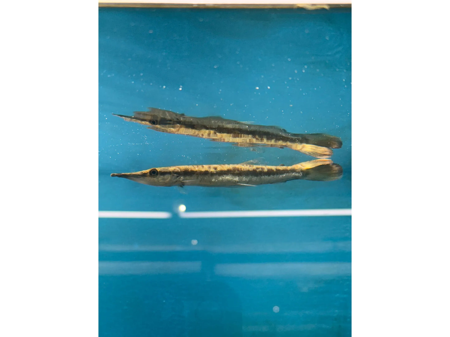 South American Gar Approx 6-7"