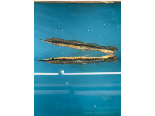 South American Gar Approx 6-7"