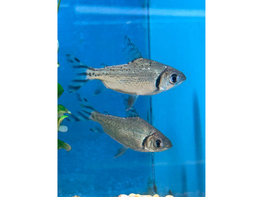One Flagtail Prochilodus T229 Approx 3-4"