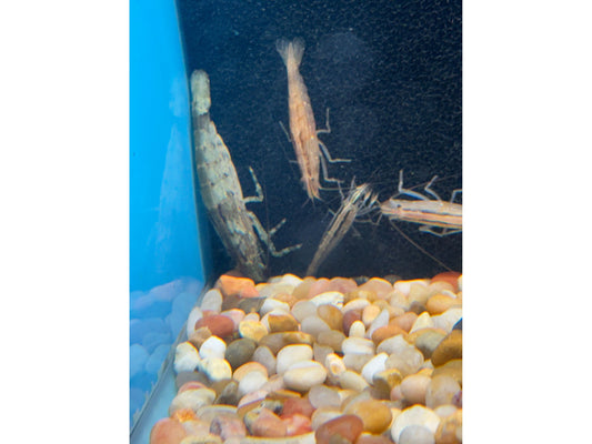 One Flower Bamboo Shrimp T58