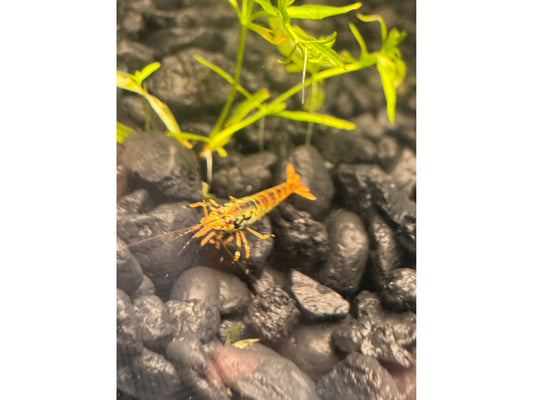 One Orange Boa Shrimp Caridina