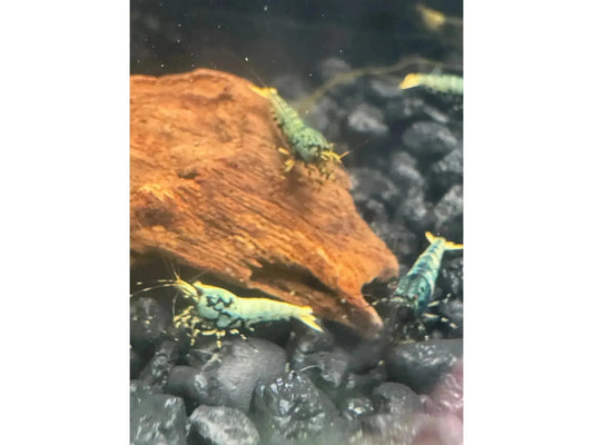 One Blue Boa Shrimp Caridina