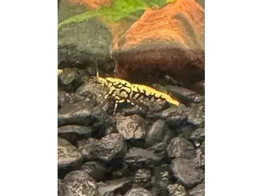 One Yellow Boa Shrimp Caridina