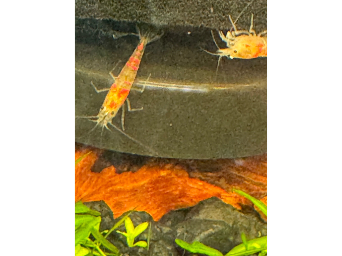 One Red Caleco Shrimp