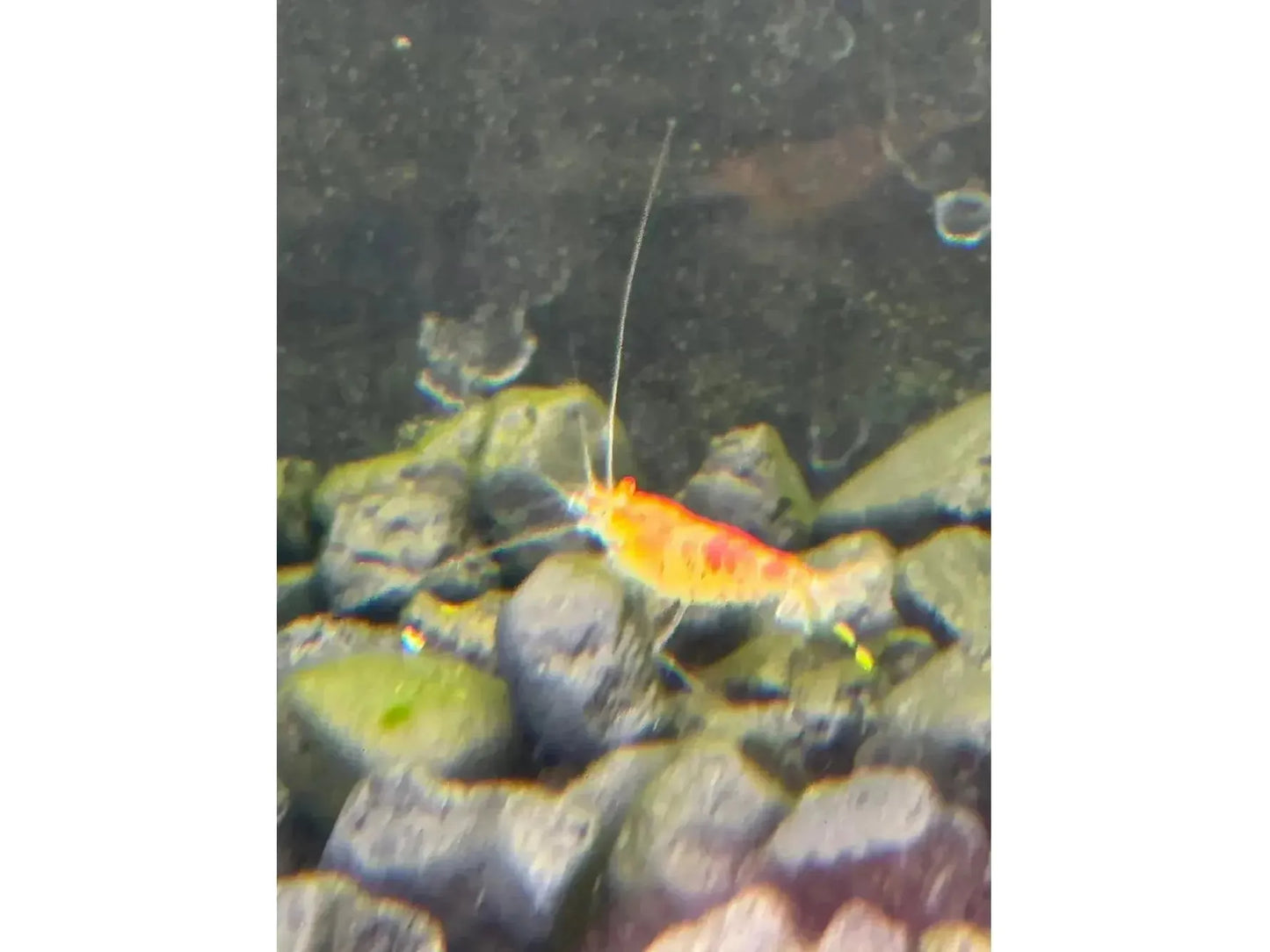 One Red Caleco Shrimp