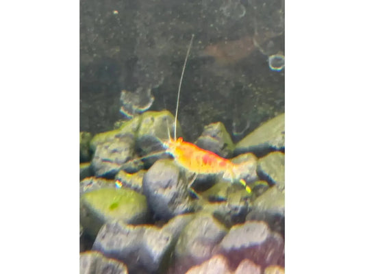 One Red Caleco Shrimp