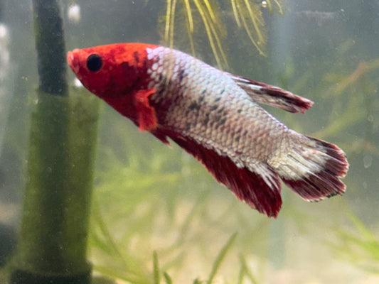 Plakat Copper Male Betta WYSWYG