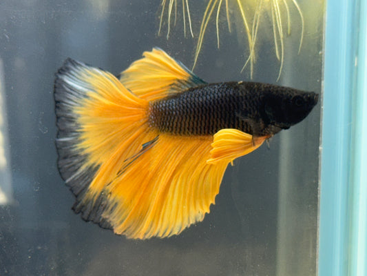 Mustard Blue Super Male Betta WYSWYG