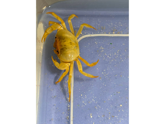 Banana Crab Approx 3-4”