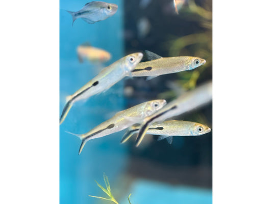 One Redtail Hemiodus Tetra