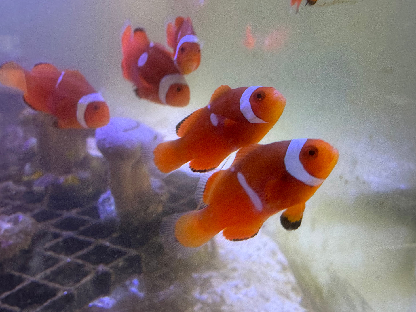 One Misbar Percula Clownfish Approx 2" (Saltwater)