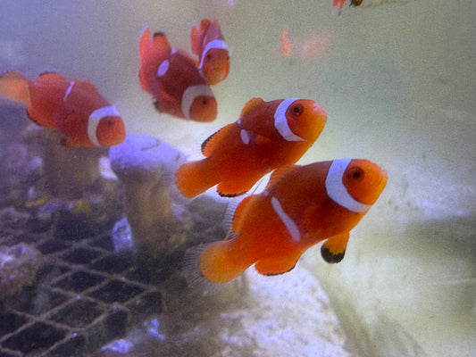 One Misbar Percula Clownfish Approx 2" (Saltwater)