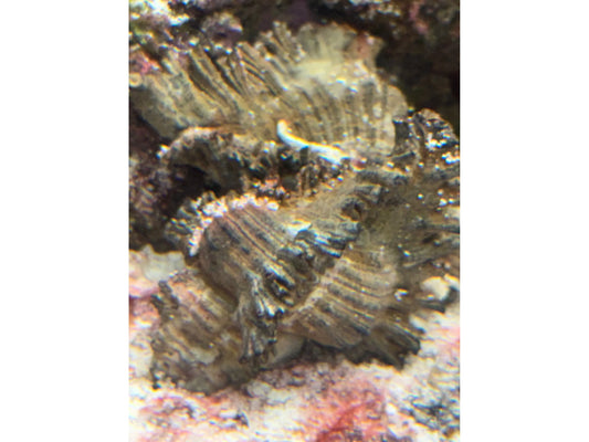 Flowery Lace Murex Snail