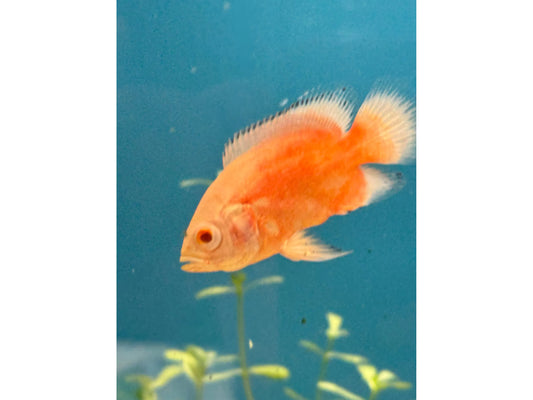 One Chilli Red Oscar Approx 2-3"