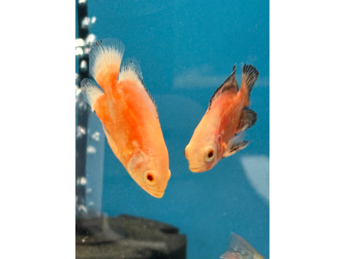 One Chilli Red Oscar Approx 2-3"