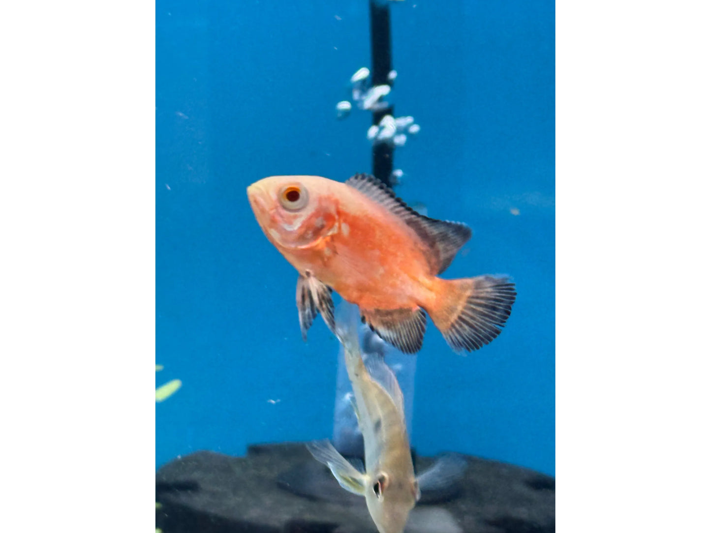 One Chilli Red Oscar Approx 2-3"