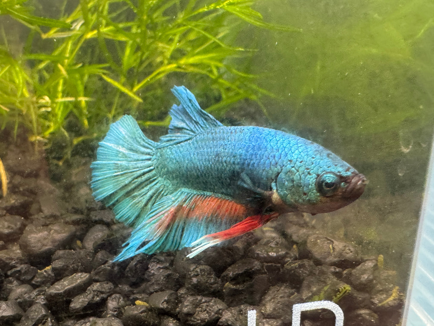 One Giant Male Betta WYSWYG