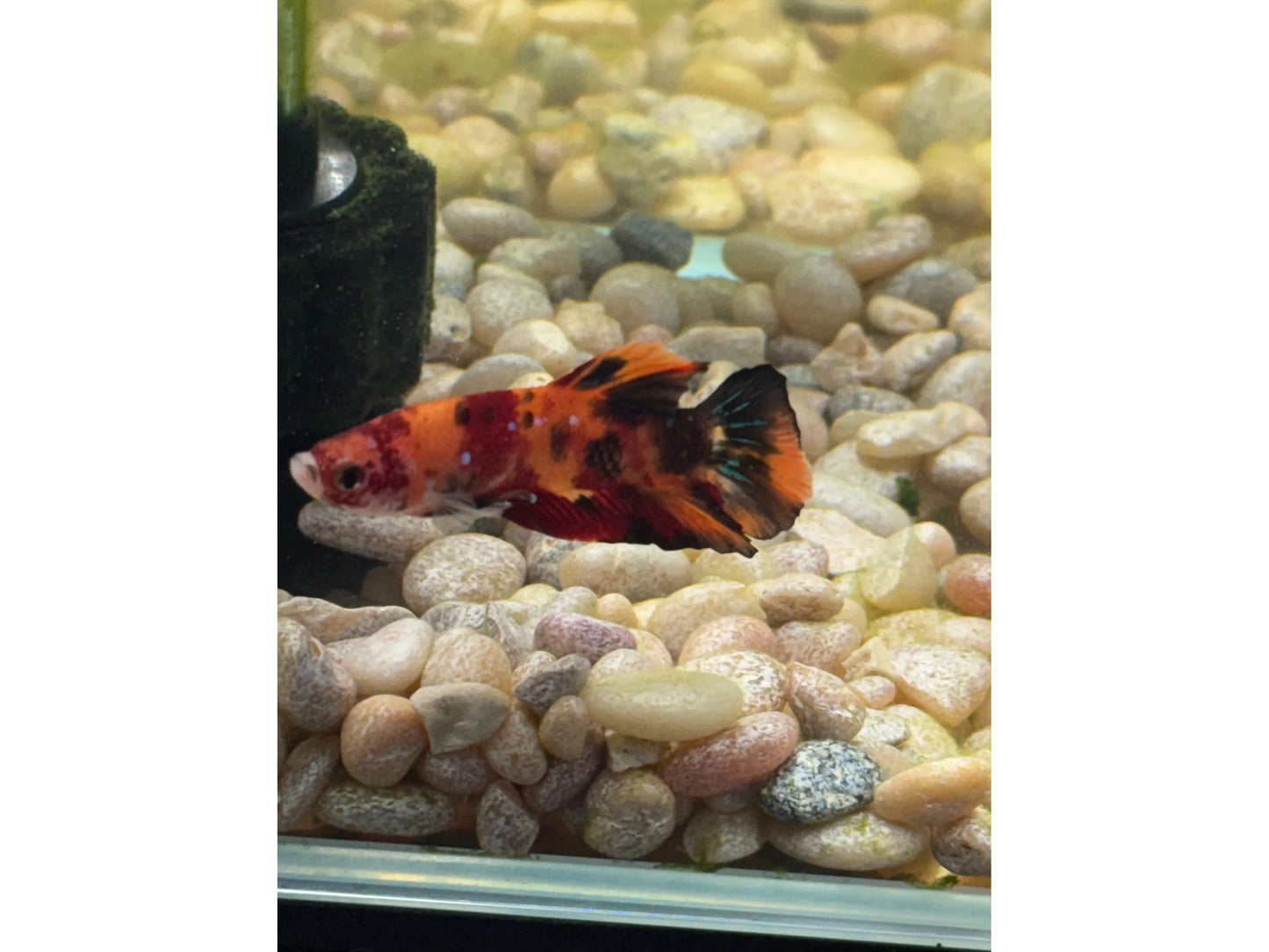 Mixed Color Half Moon Male Betta WYSWYG